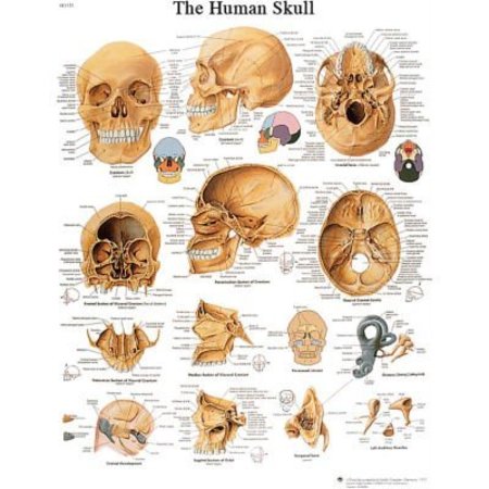 FABRICATION ENTERPRISES 3B® Anatomical Chart - Skull, Sticky Back 12-4621S